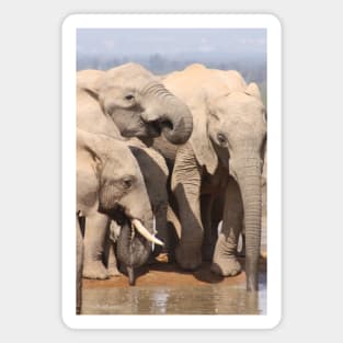 African Wildlife Photography African Elephant Drinks Magnet